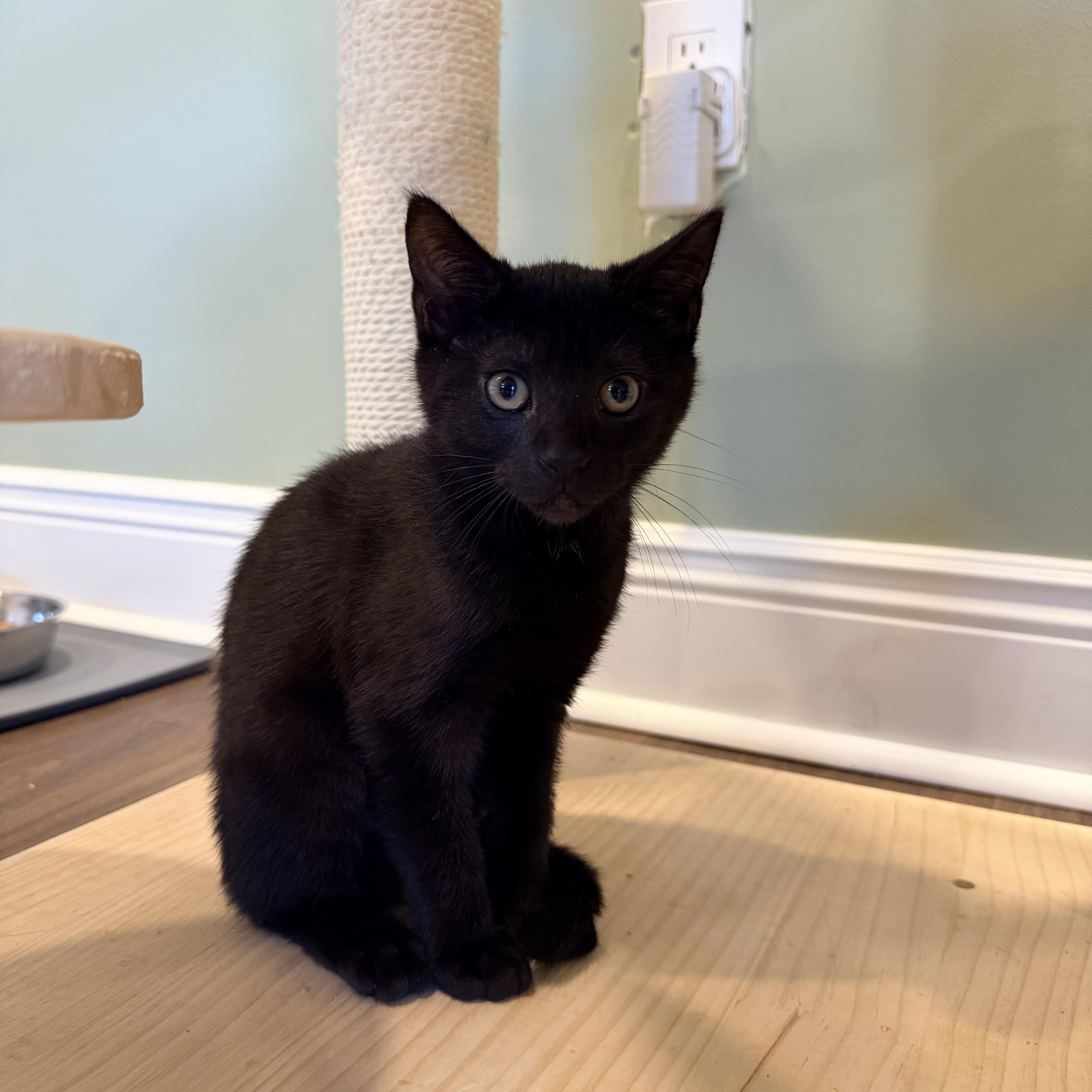 Enlarge Chloe, an adopted Domestic Short Hair in Bellmawr, NJ image 1/1
