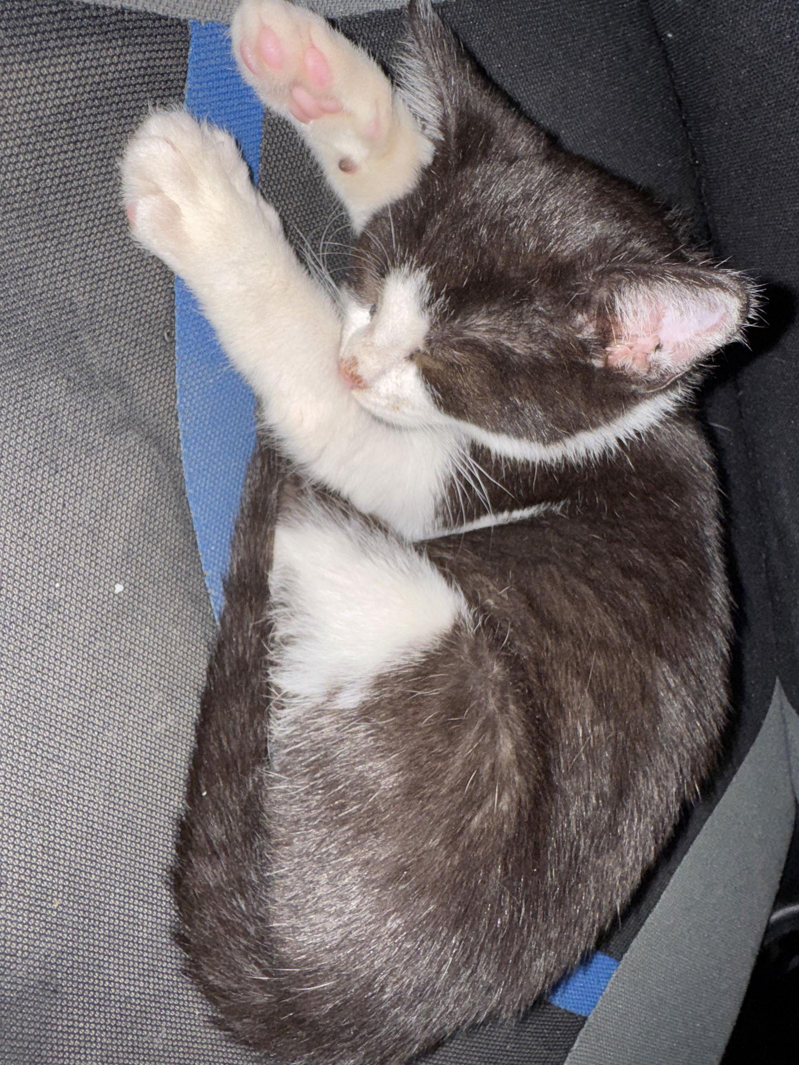 Enlarge Popcorn, a Adoptable Domestic Short Hair in Orlando, FL image 1/3