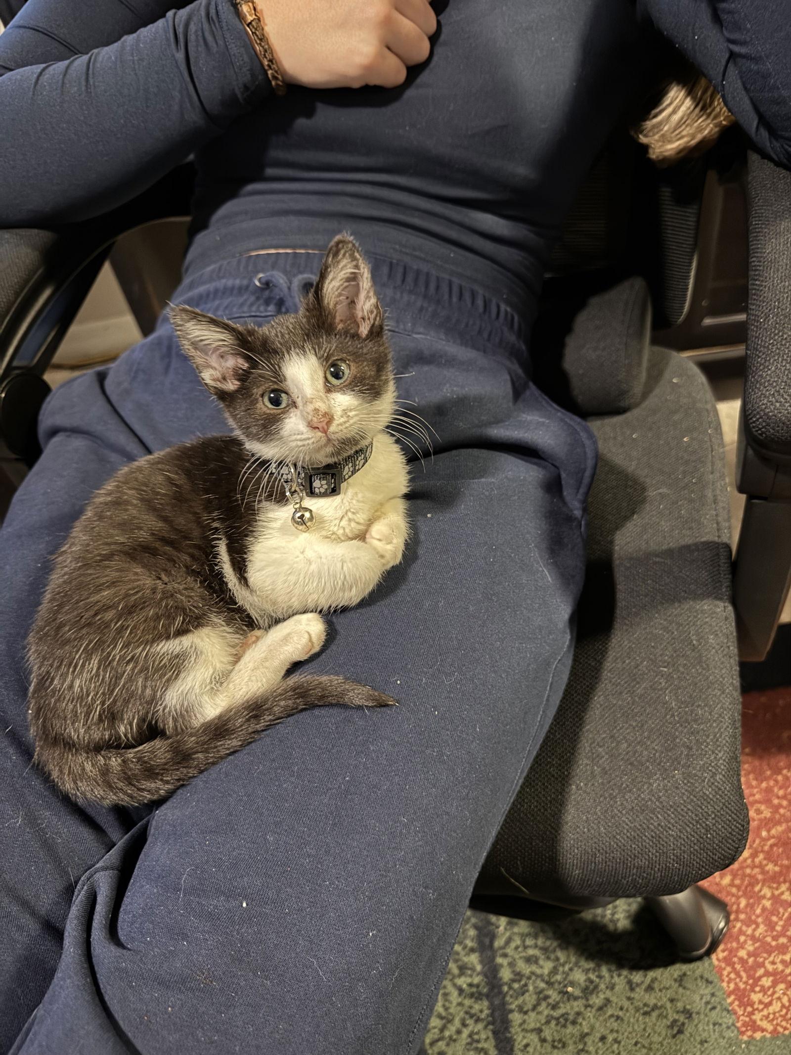 Enlarge Popcorn, a Adoptable Domestic Short Hair in Orlando, FL image 1/3