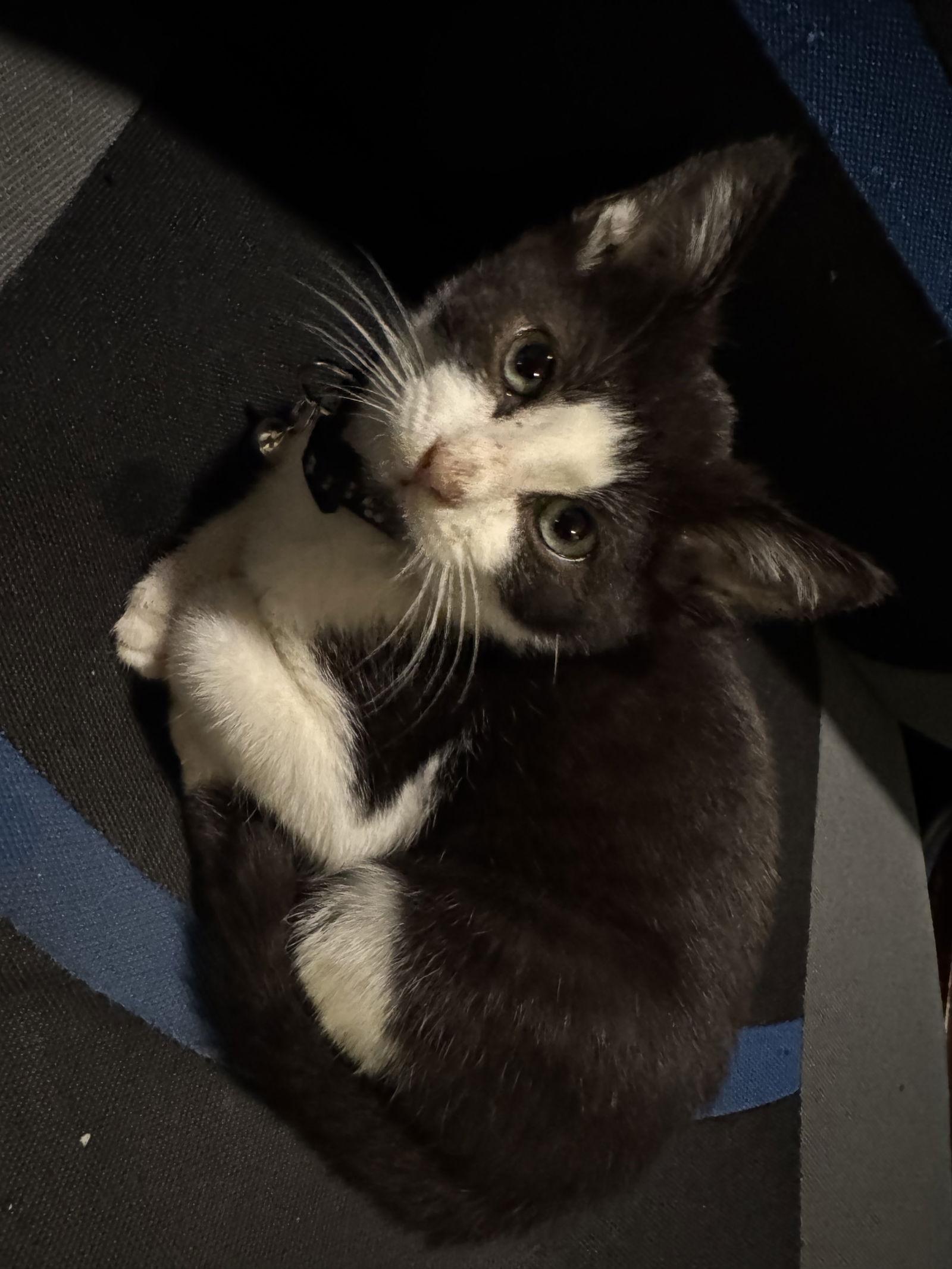 Enlarge Popcorn, a Adoptable Domestic Short Hair in Orlando, FL image 2/3