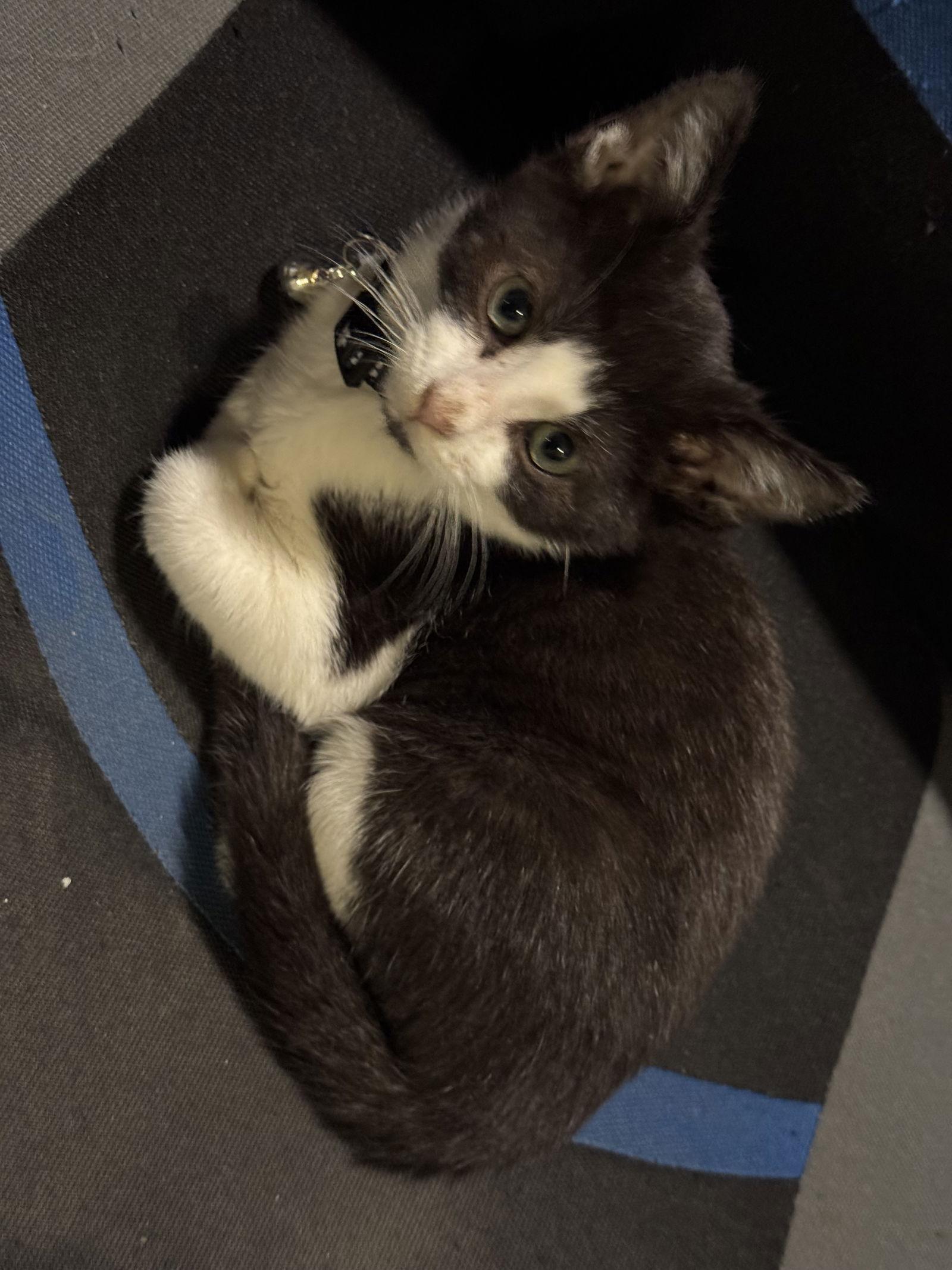 Enlarge Popcorn, a Adoptable Domestic Short Hair in Orlando, FL image 3/3