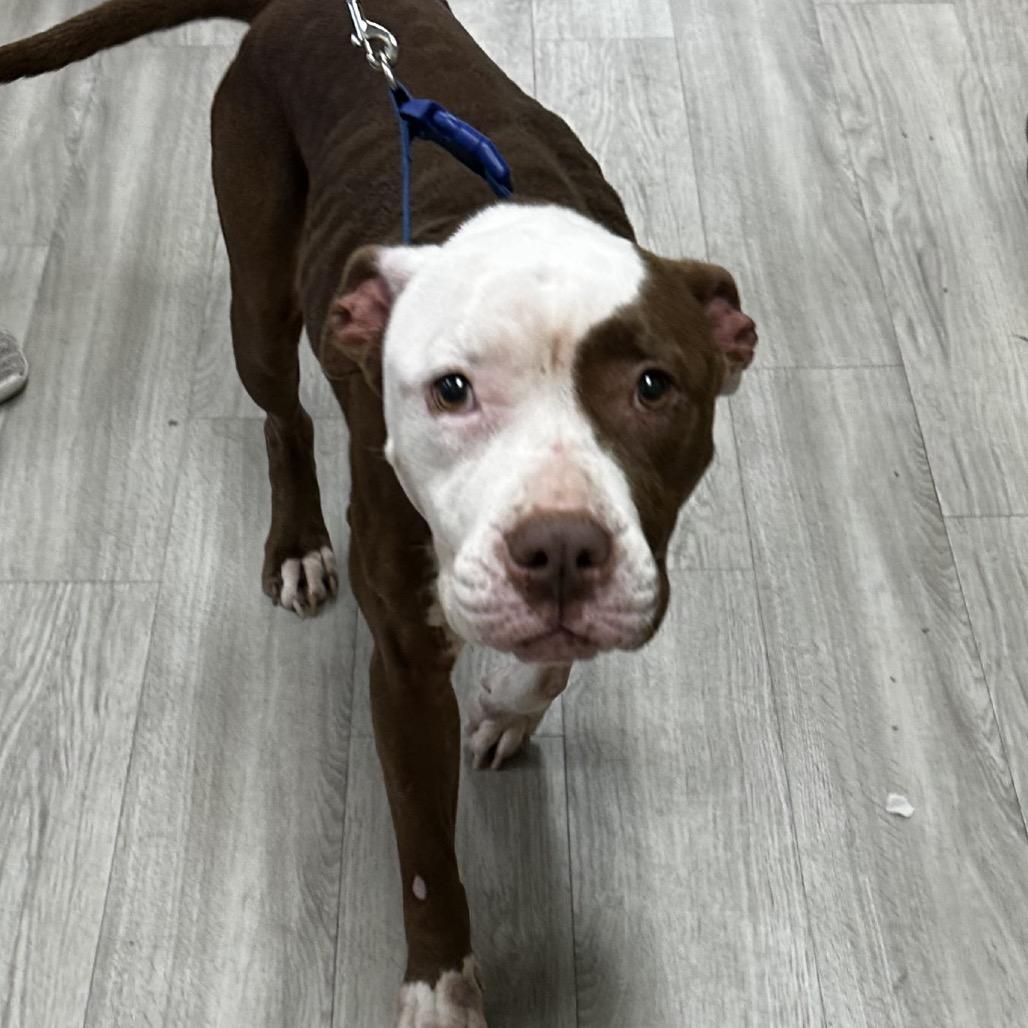 Enlarge Charlie, a Adoptable Pit Bull Terrier in Cleveland, MS image 1/1