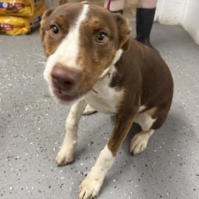 Athena, a ADOPTABLE mixed breed in Lewisburg, TN image 2/2