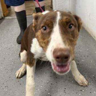 Athena, a ADOPTABLE mixed breed in Lewisburg, TN image 1/2