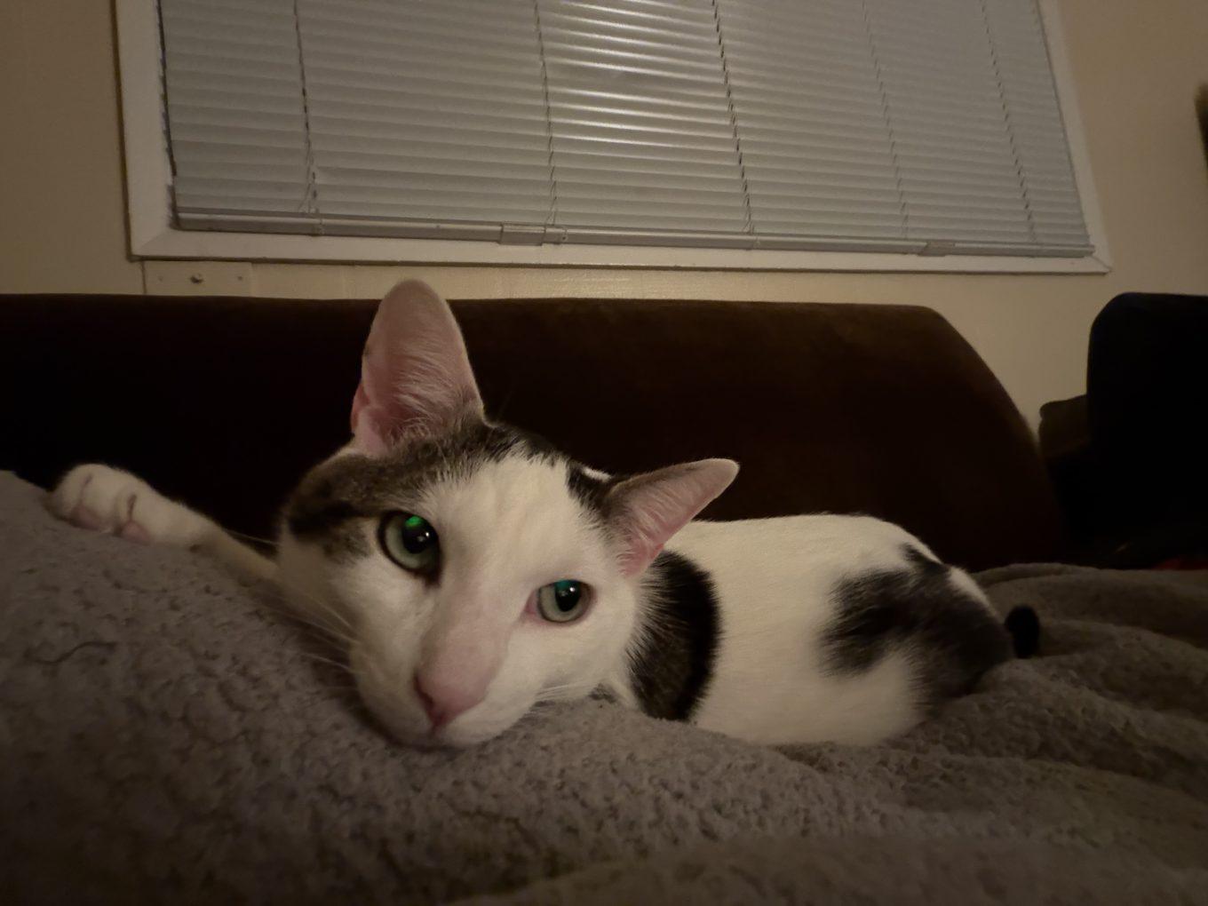 Enlarge Mufa (FIV), an adopted Domestic Short Hair in Portland, OR image 5/6