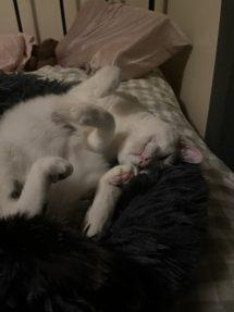 Enlarge Mufa (FIV), an adopted Domestic Short Hair in Portland, OR image 6/6