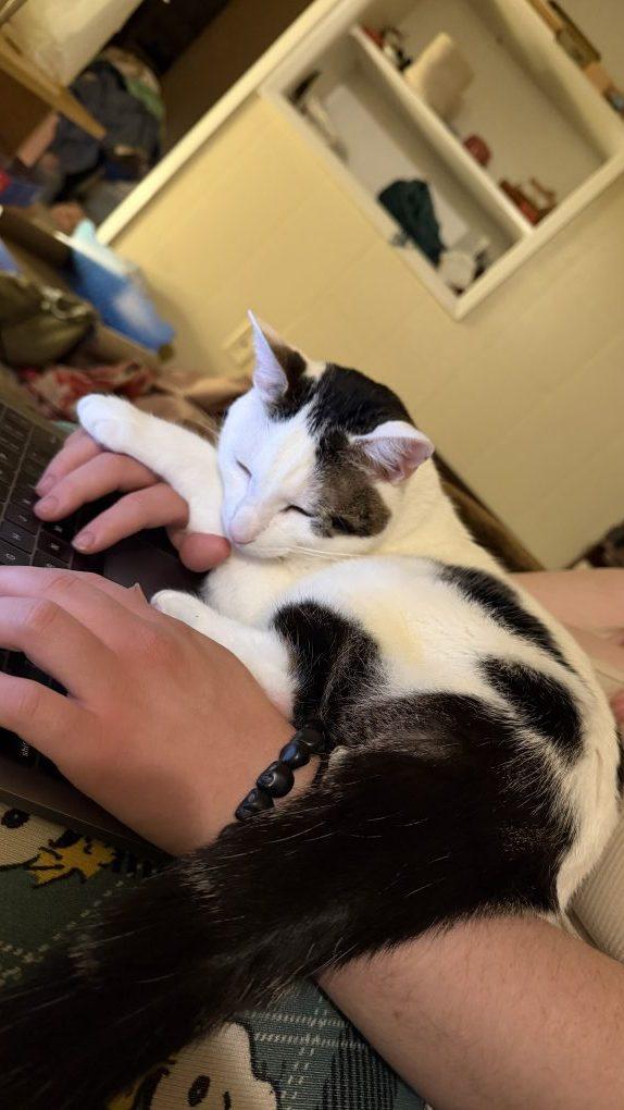 Mufa (FIV), adopted, Adult Male Domestic Short Hair.