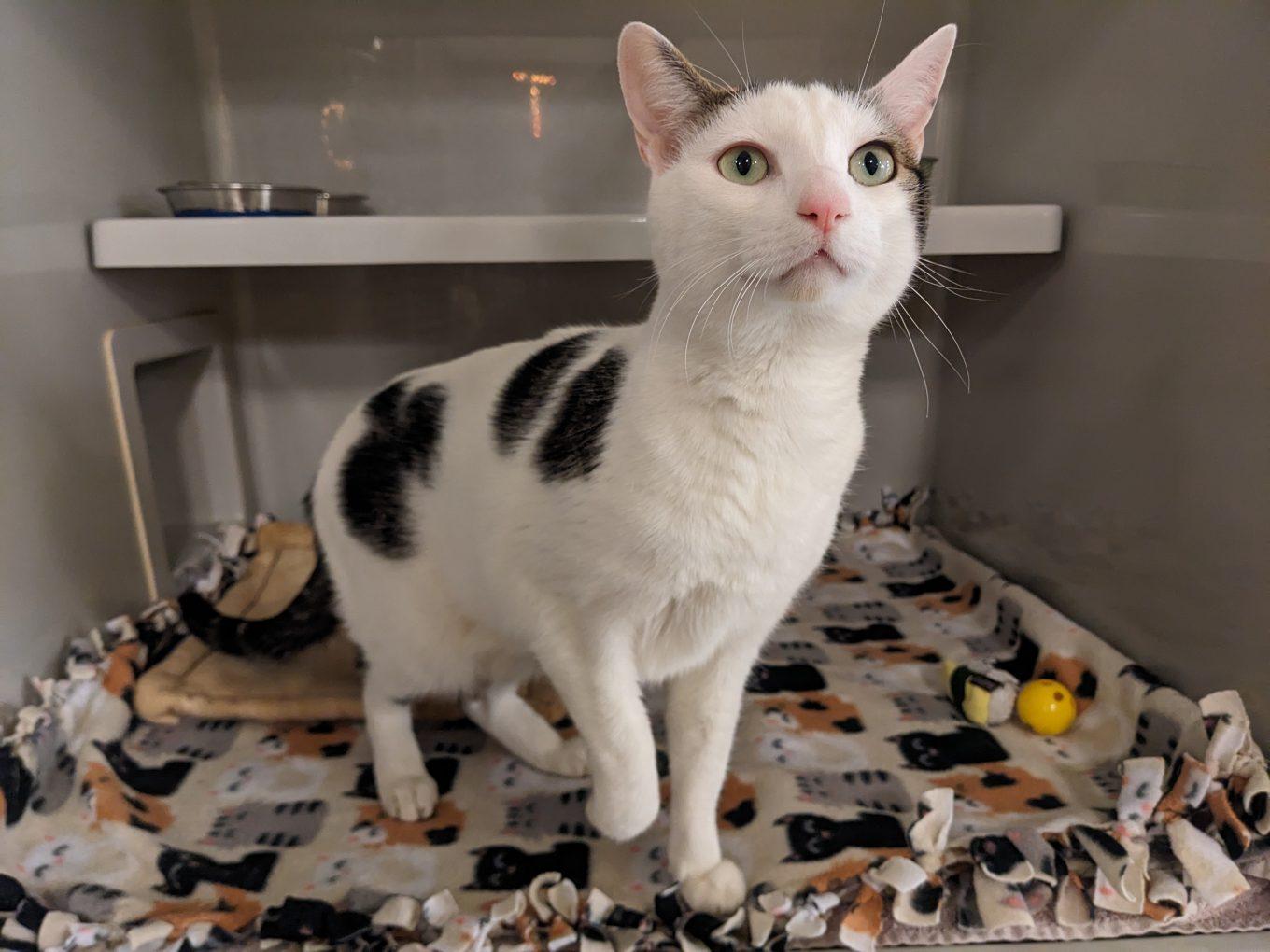 Enlarge Mufa (FIV), an adopted Domestic Short Hair in Portland, OR image 2/6