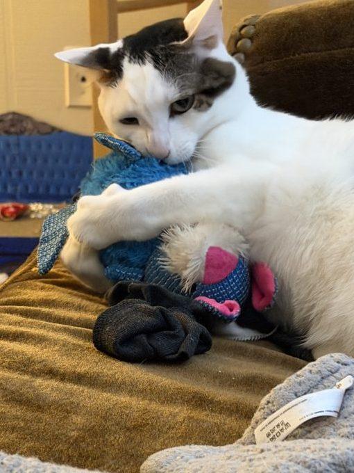 Enlarge Mufa (FIV), an adopted Domestic Short Hair in Portland, OR image 4/6