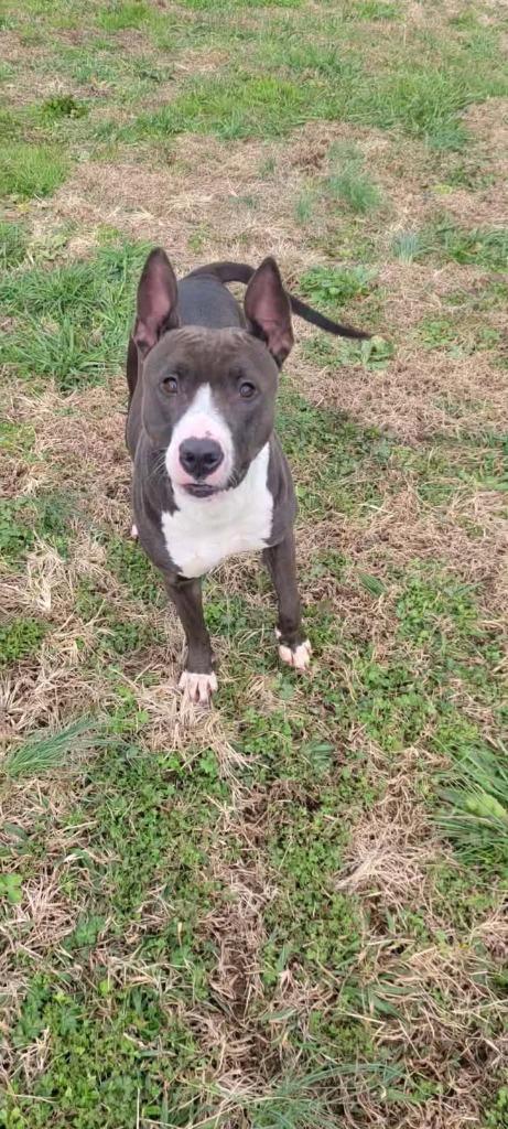 Shoogs, Adoptable, Young Female Pit Bull Terrier.