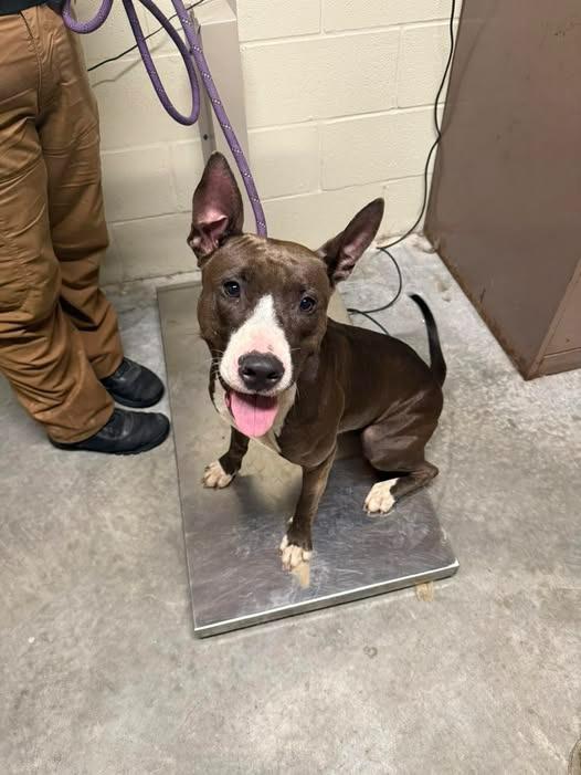 Enlarge Shoogs, a Adoptable Pit Bull Terrier in Shelbyville, TN image 2/6