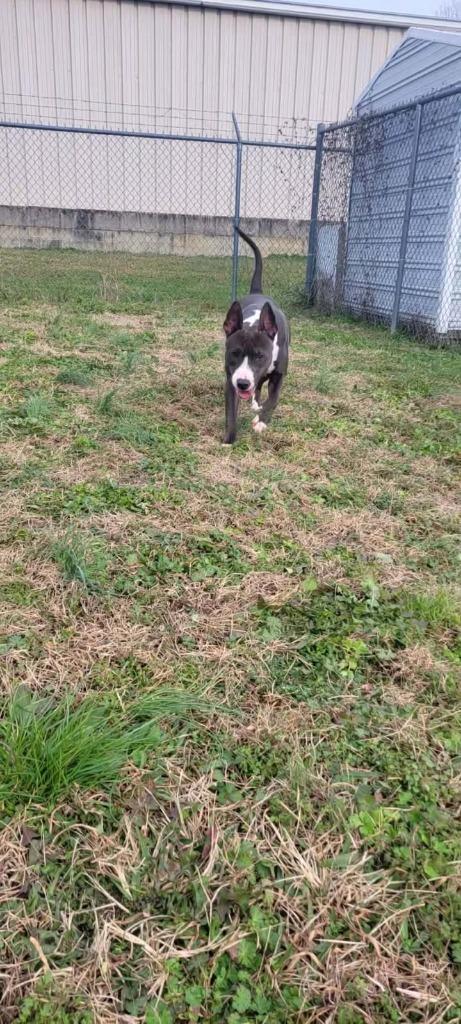Enlarge Shoogs, a Adoptable Pit Bull Terrier in Shelbyville, TN image 3/6