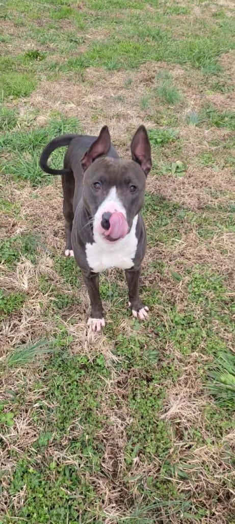 Enlarge Shoogs, a Adoptable Pit Bull Terrier in Shelbyville, TN image 4/6