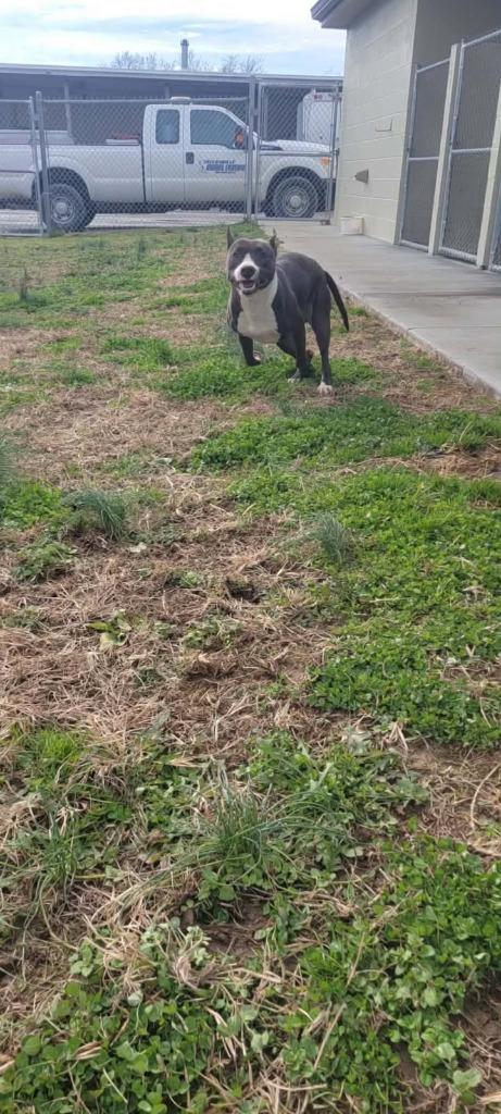 Enlarge Shoogs, a Adoptable Pit Bull Terrier in Shelbyville, TN image 6/6