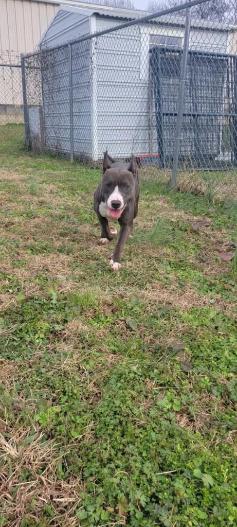 Enlarge Shoogs, a Adoptable Pit Bull Terrier in Shelbyville, TN image 6/6