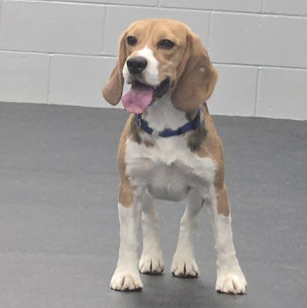 Frances, a ADOPTABLE Beagle in Watertown, WI image 3/3