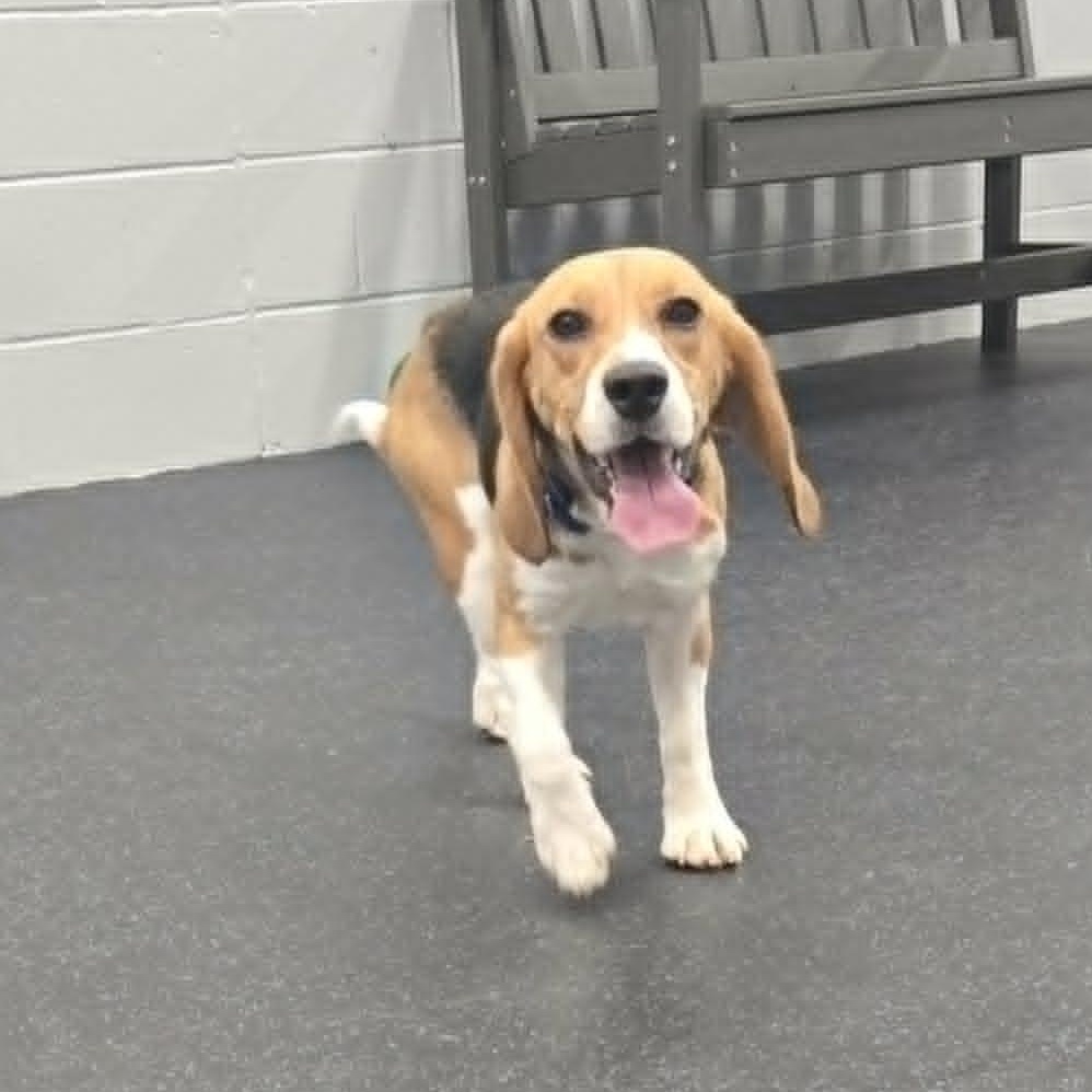 Frances, a ADOPTABLE Beagle in Watertown, WI image 2/3