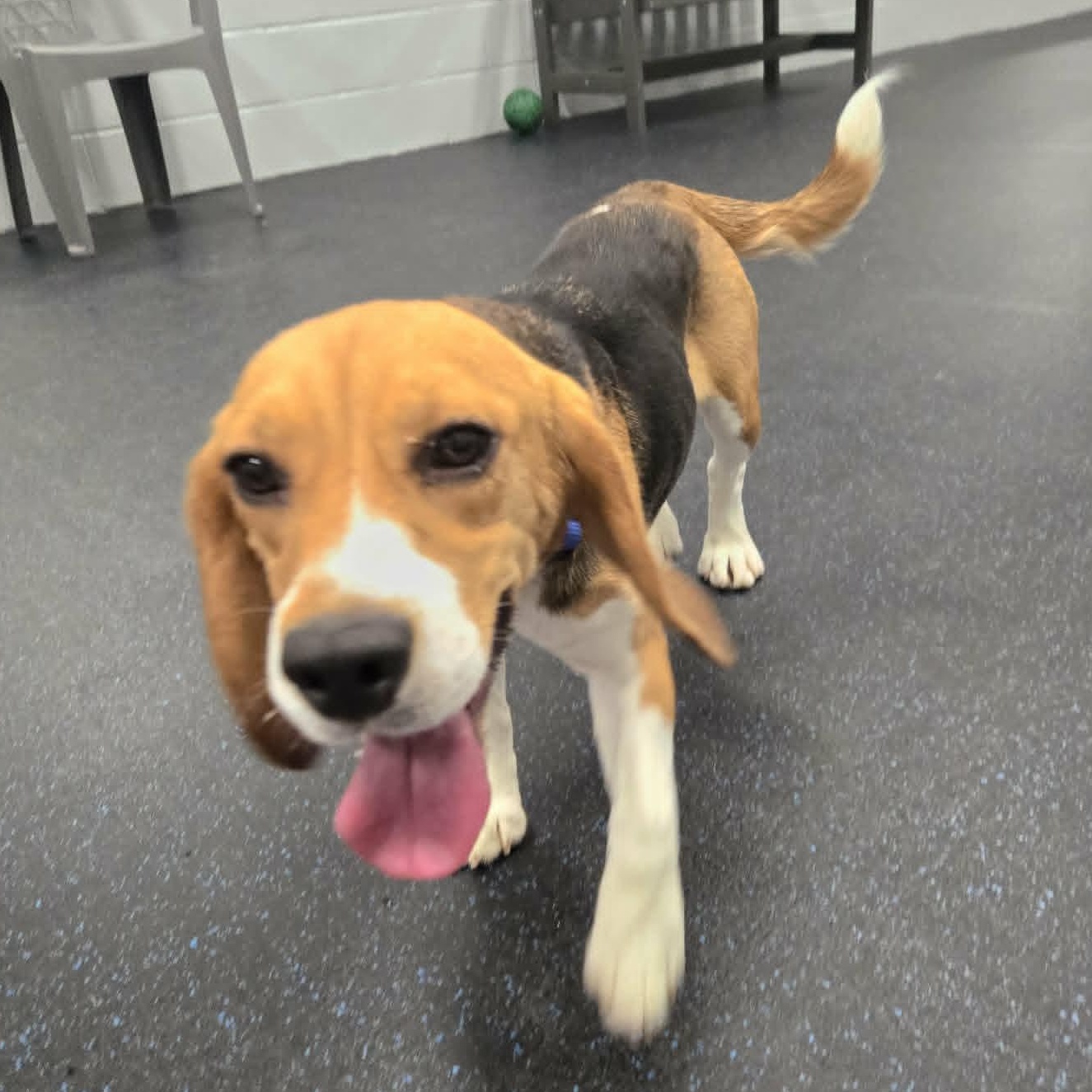 Frances, ADOPTABLE, Young Female Beagle.