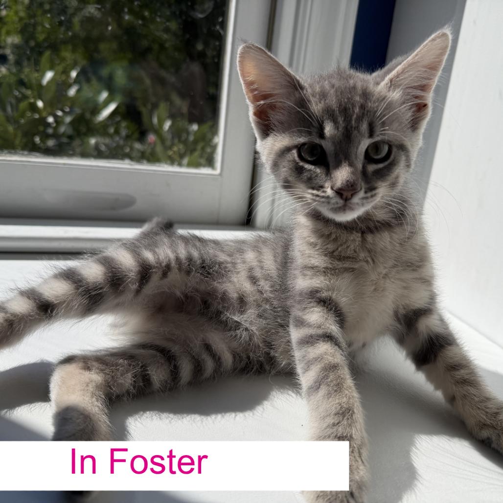 Tinsel, a Adoptable Domestic Short Hair in Chapel Hill, NC image 1/2