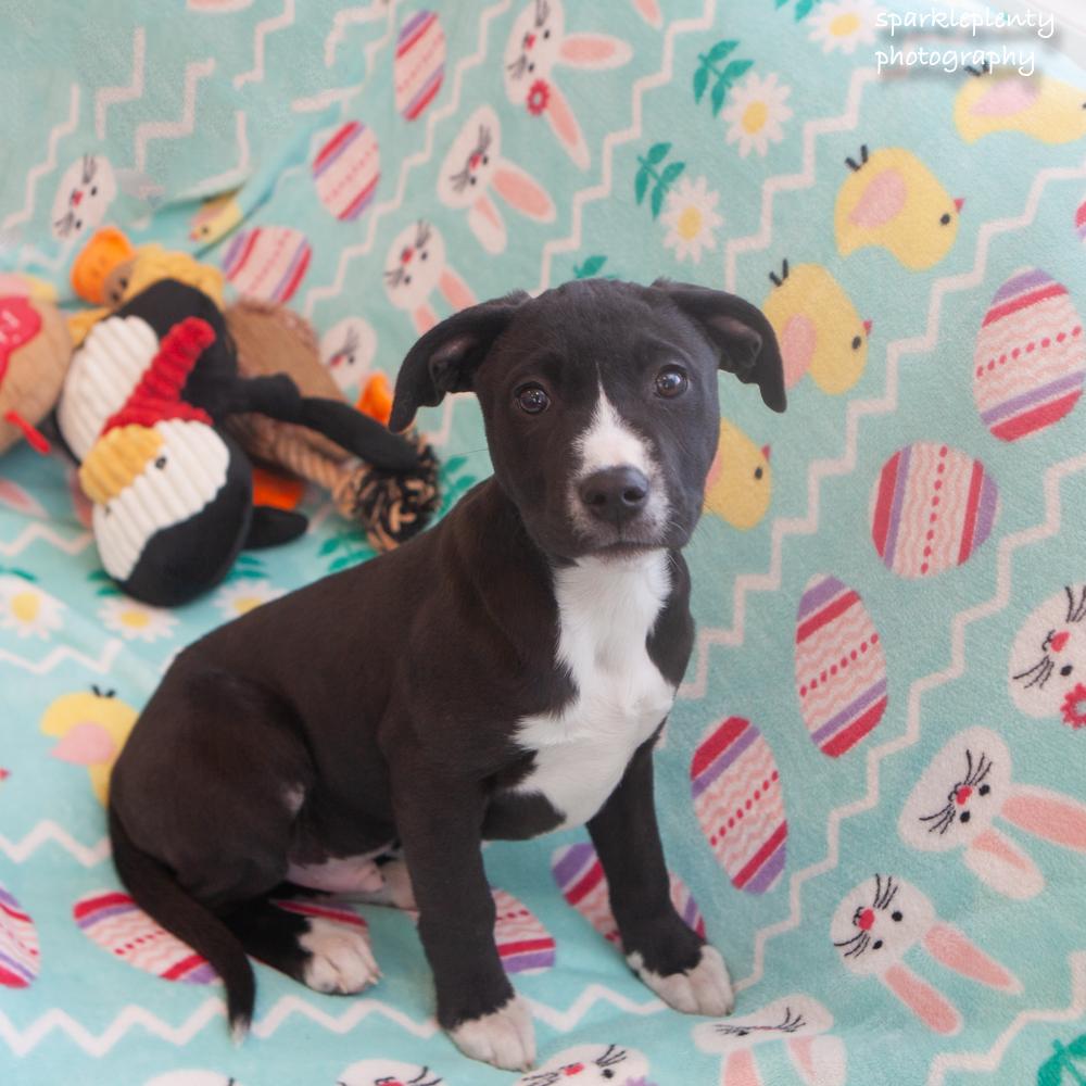 Enlarge Canyon, an adopted Mixed Breed in Ridgefield, CT image 2/4