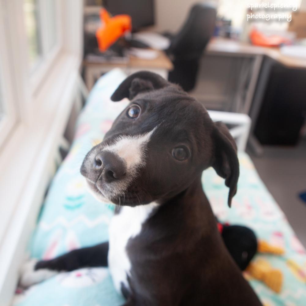 Enlarge Canyon, an adopted Mixed Breed in Ridgefield, CT image 4/4