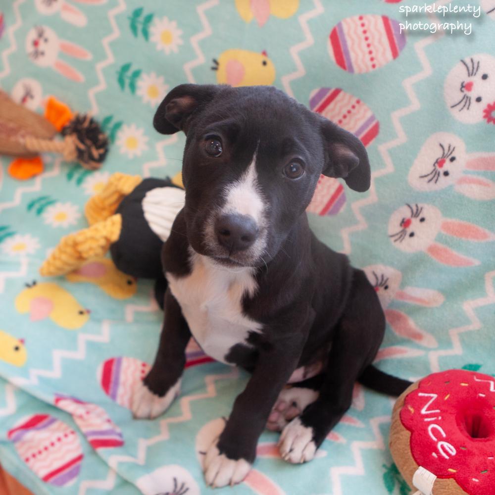 Enlarge Canyon, an adopted Mixed Breed in Ridgefield, CT image 3/4