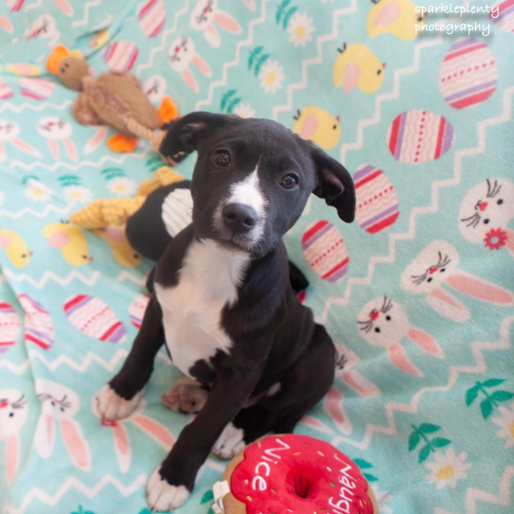 Canyon, adopted, Puppy Male Mixed Breed.