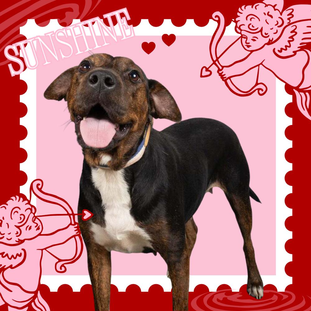 Sunshine, Adoptable, Adult Female Airedale Terrier & Shar-Pei.