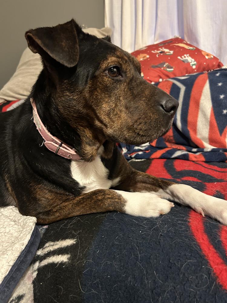 Enlarge Sunshine, a Adoptable mixed breed in Columbus, OH image 1/3