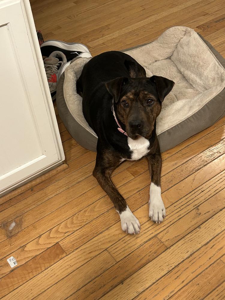 Enlarge Sunshine, a Adoptable mixed breed in Columbus, OH image 2/3