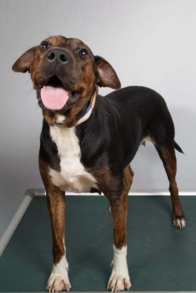 Enlarge Sunshine, a Adoptable mixed breed in Columbus, OH image 3/3