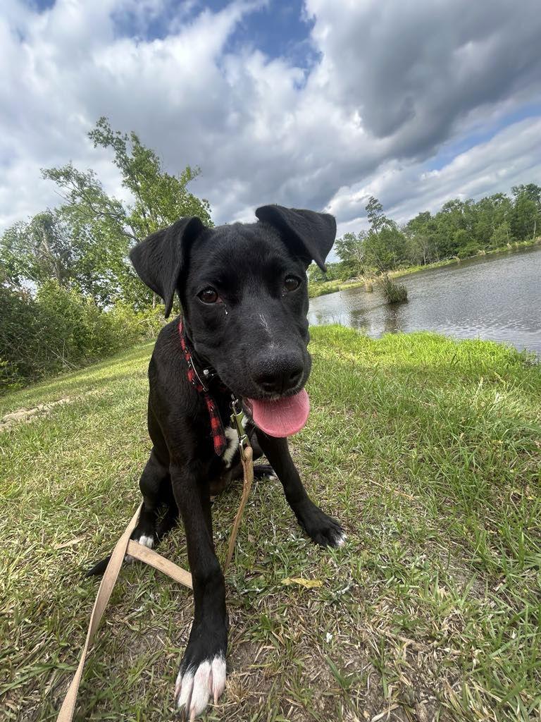 Enlarge Elly, a Adopted Mixed Breed in Tarrytown, GA image 1/3