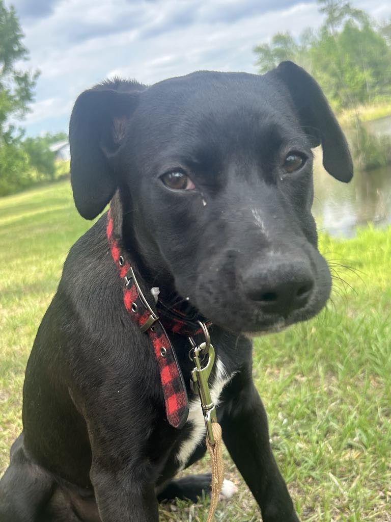 Enlarge Elly, a Adopted Mixed Breed in Tarrytown, GA image 2/3