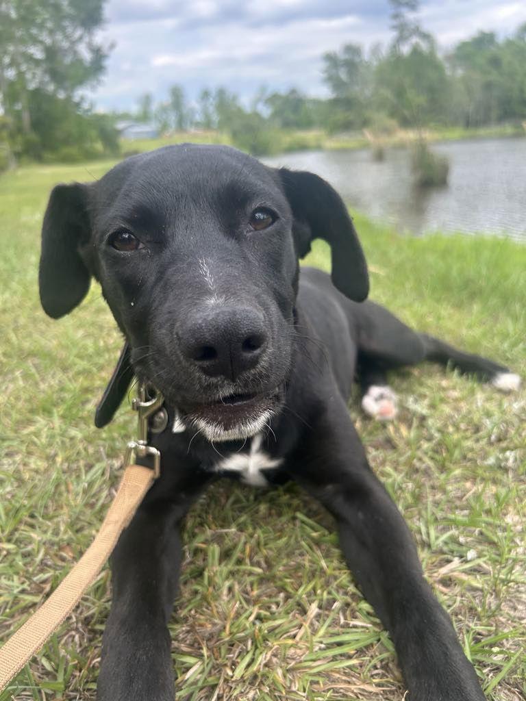Enlarge Elly, a Adopted Mixed Breed in Tarrytown, GA image 3/3
