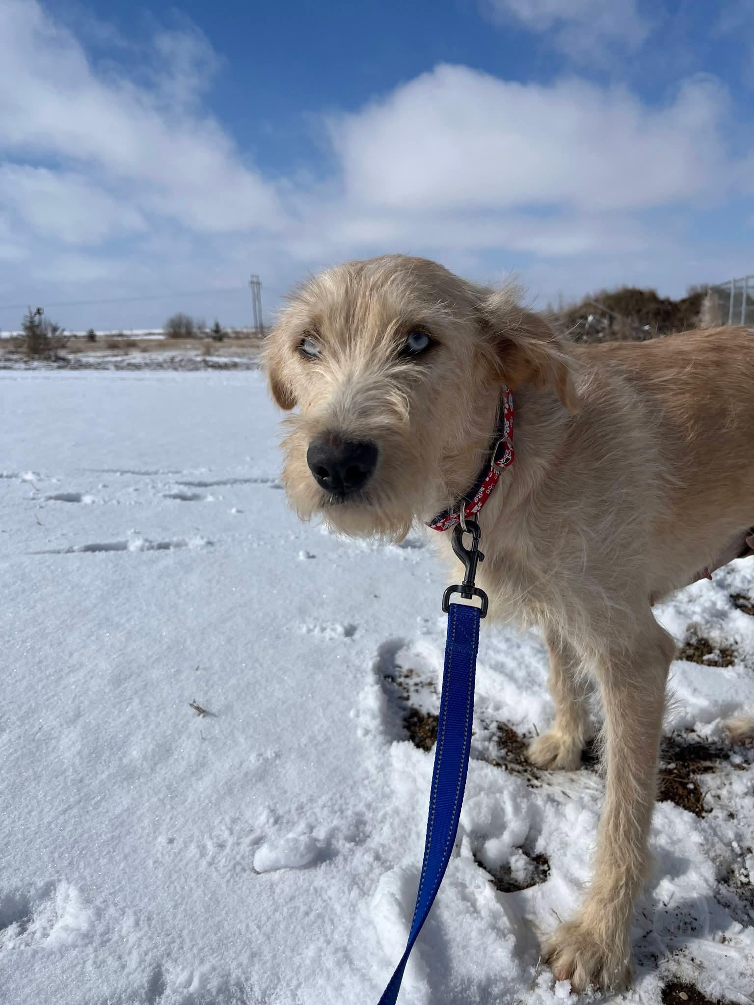 Enlarge Quinn, a ADOPTABLE mixed breed in Sawyer, ND image 3/5