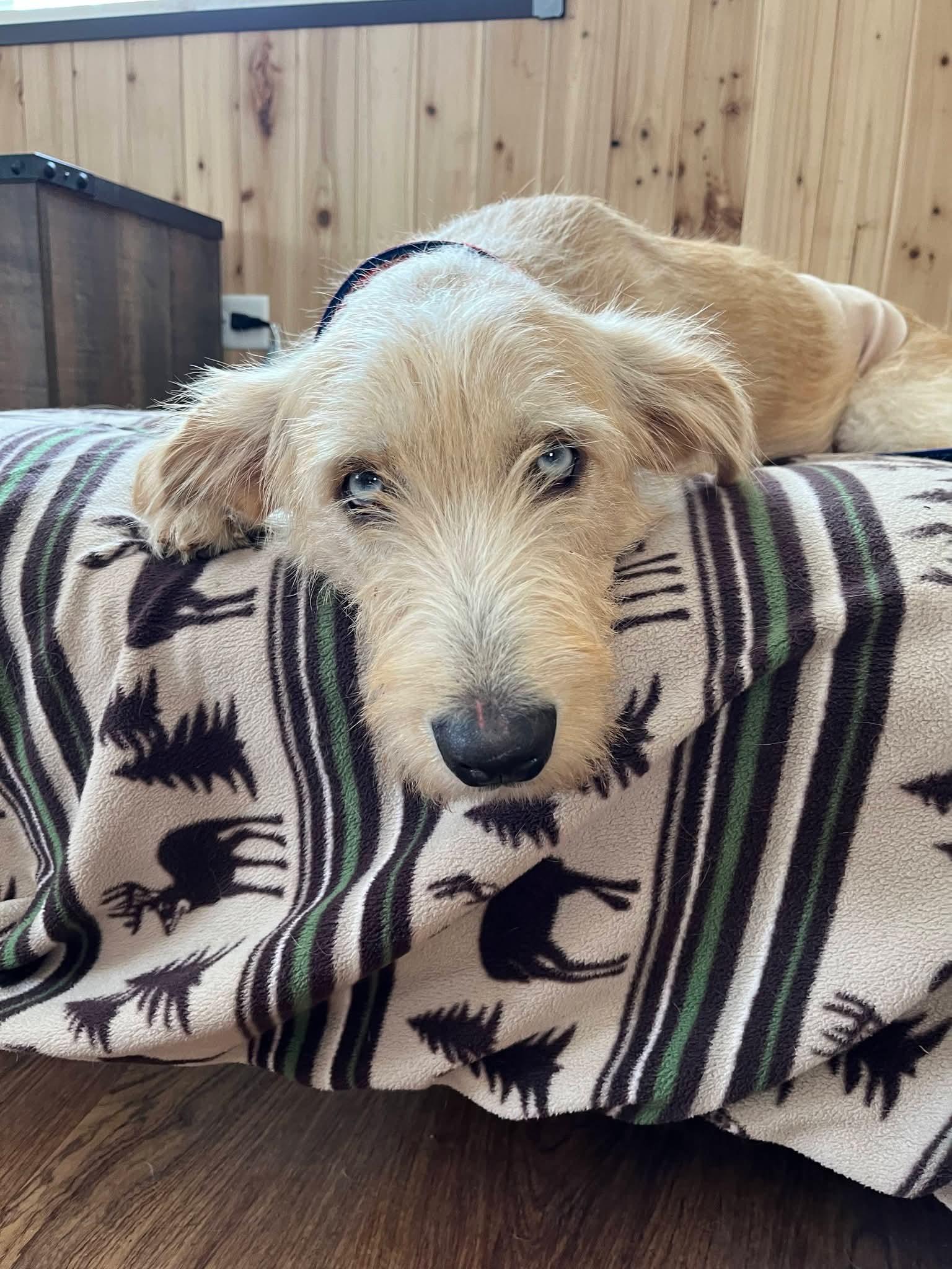 Enlarge Quinn, a ADOPTABLE mixed breed in Sawyer, ND image 1/5