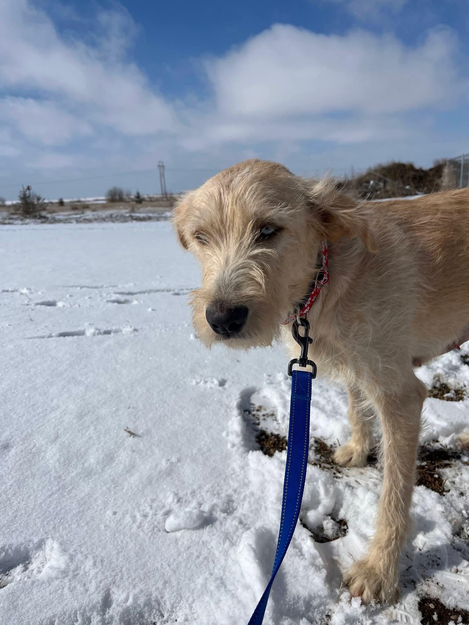 Enlarge Quinn, a ADOPTABLE mixed breed in Sawyer, ND image 5/5