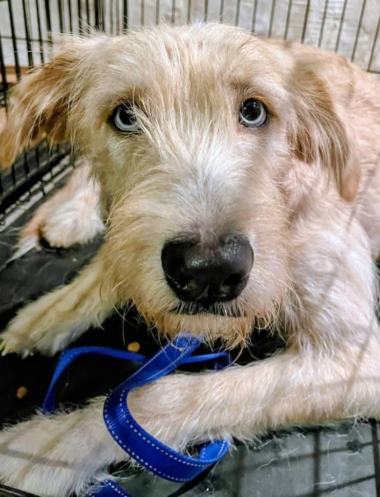 Enlarge Quinn, a ADOPTABLE mixed breed in Sawyer, ND image 4/5