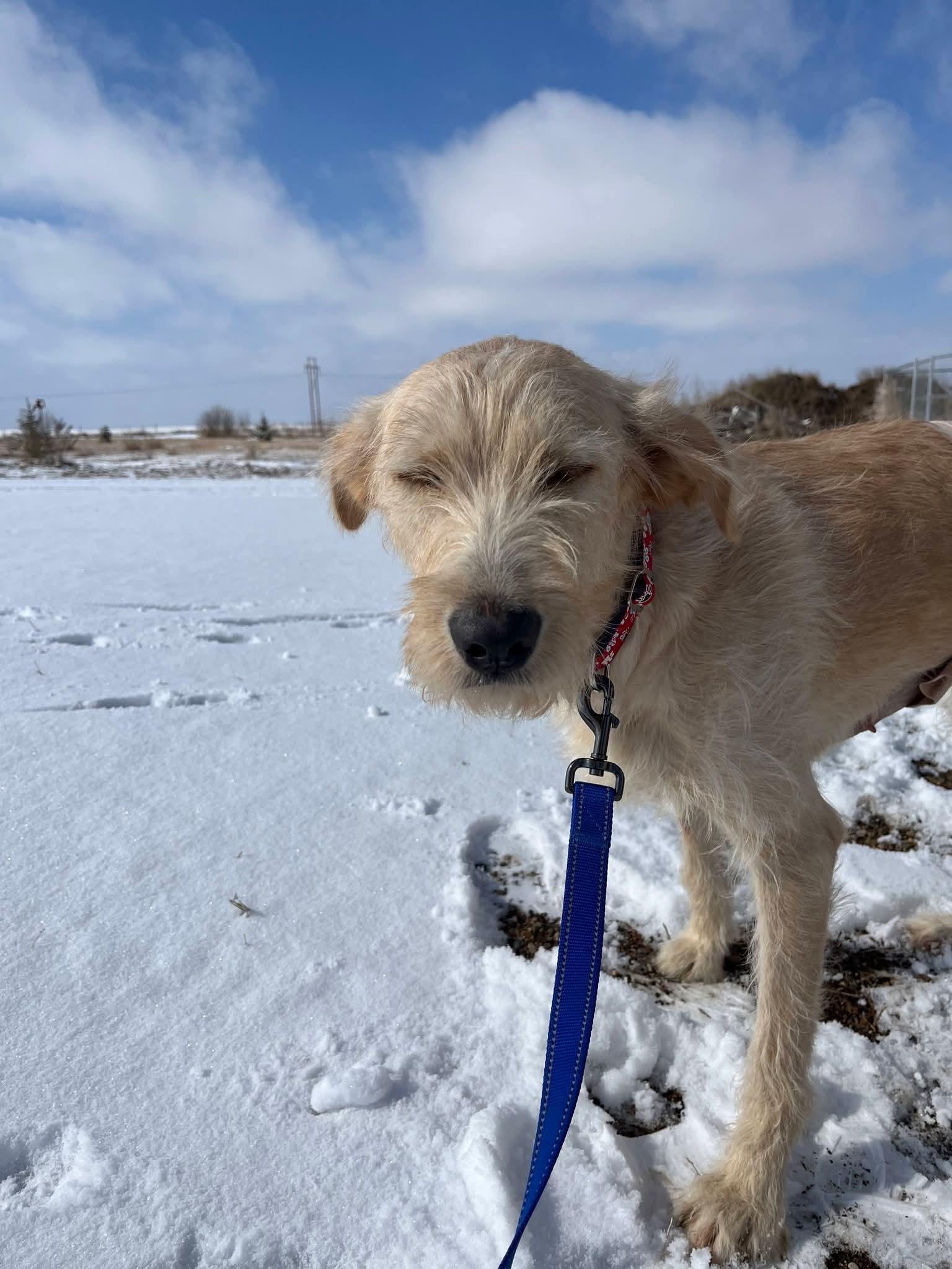 Enlarge Quinn, a ADOPTABLE mixed breed in Sawyer, ND image 2/5
