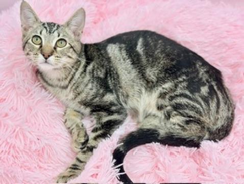 Enlarge Leander, a Adoptable mixed breed in Covington, LA image 4/6