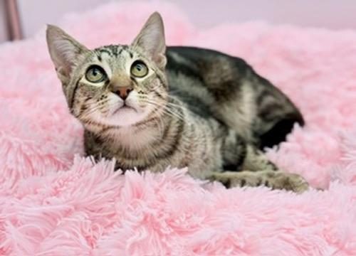 Leander, Adoptable, Kitten Male Bengal & Tabby.