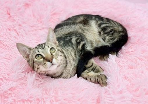 Enlarge Leander, a Adoptable mixed breed in Covington, LA image 2/6