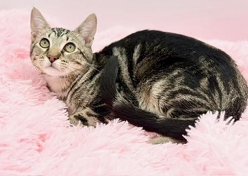 Enlarge Leander, a Adoptable mixed breed in Covington, LA image 5/6