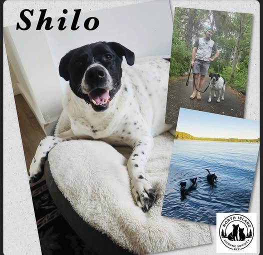 Enlarge Shilo, a ADOPTABLE mixed breed in Courtenay, BC image 1/1