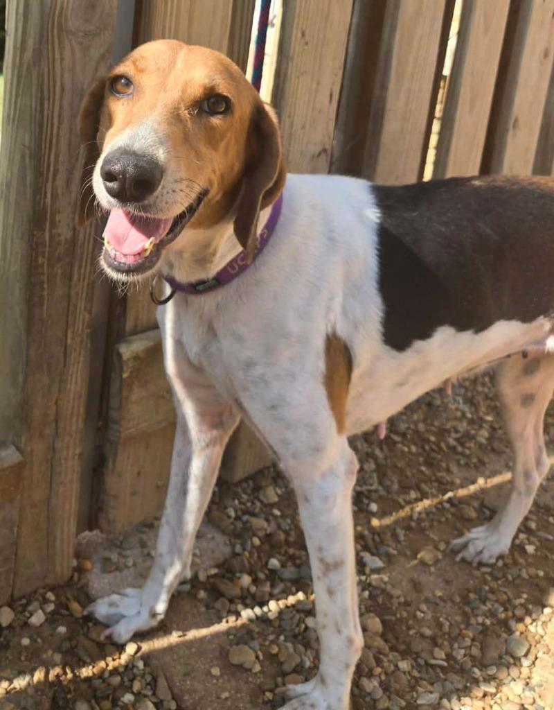 Ladybug, Adoptable, Adult Female Treeing Walker Coonhound & Hound.