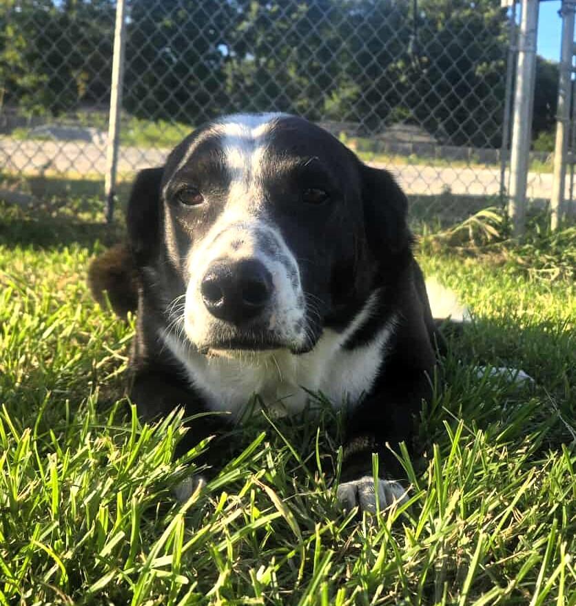 Enlarge Fido, a Adopted mixed breed in Windsor, MO image 1/6