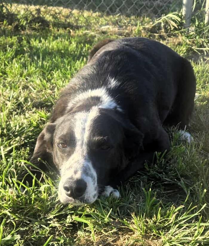 Enlarge Fido, a Adopted mixed breed in Windsor, MO image 3/6