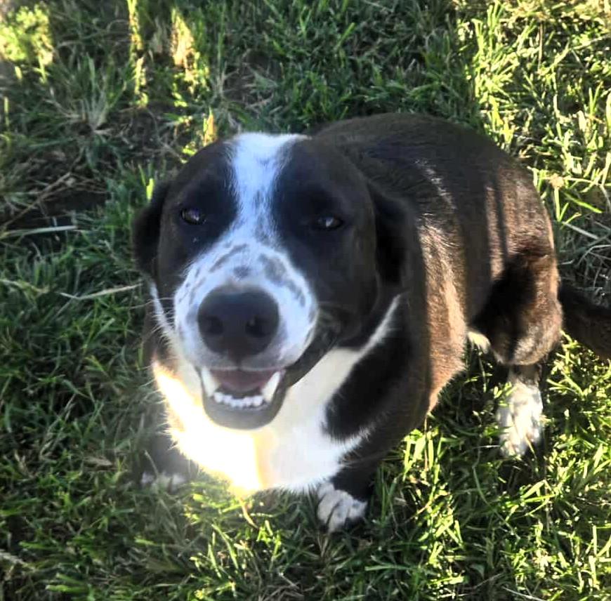 Enlarge Fido, a Adopted mixed breed in Windsor, MO image 2/6