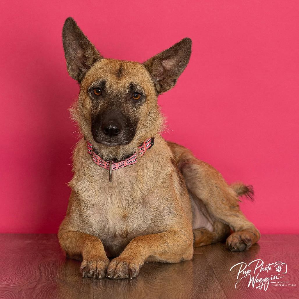 Leia, Adoptable, Adult Female Belgian Shepherd / Malinois.