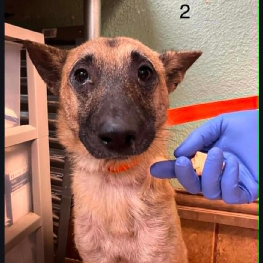 Leia, a Adoptable Belgian Shepherd / Malinois in Tulsa, OK image 2/4